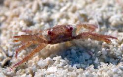 Tiny crab. Turks & Caicos, 105mm by Andy Lerner 